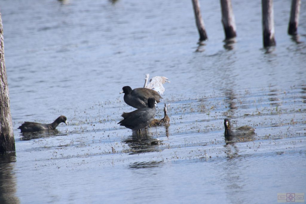 Rosie Crafts American Coot Photography