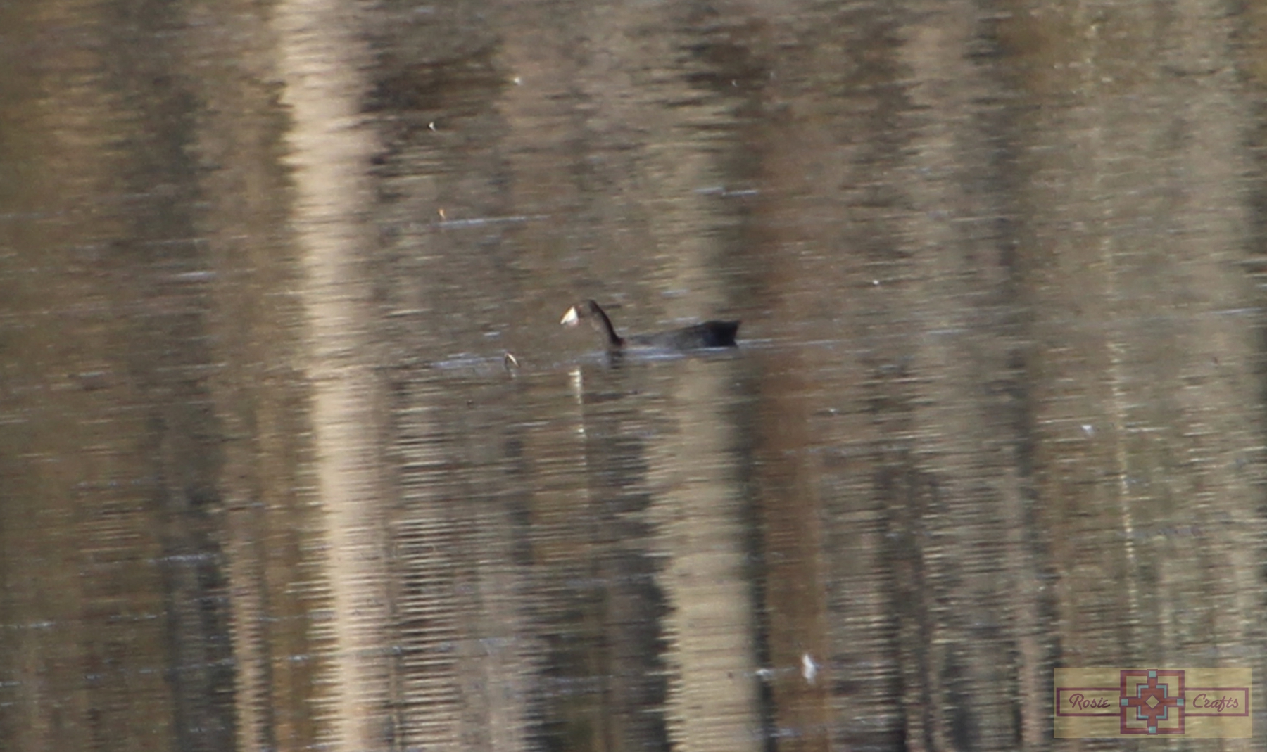 Rosie Crafts American Coot Photography