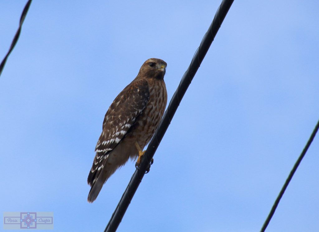 Rosie Crafts Red Shouldered Hawk Photography