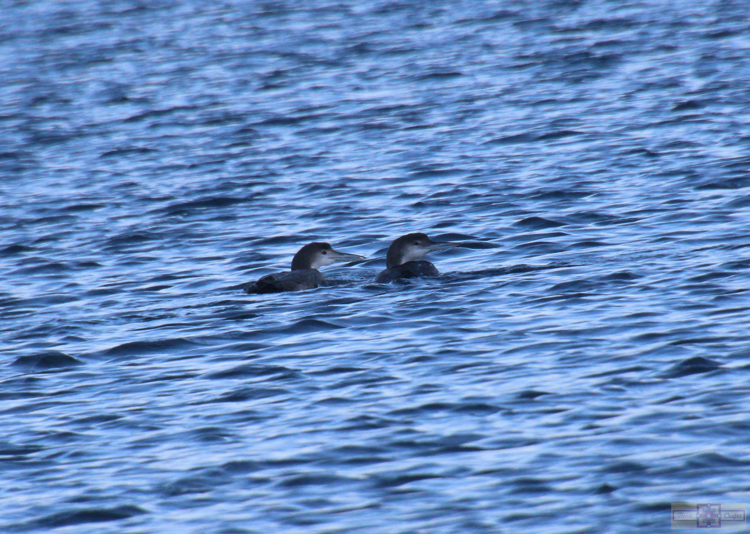 Rosie Crafts Common Loon Photography