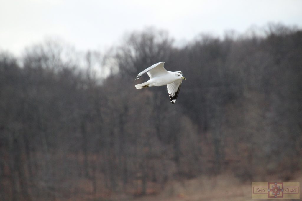 Rosie Crafts Ring Billed Gull Photography