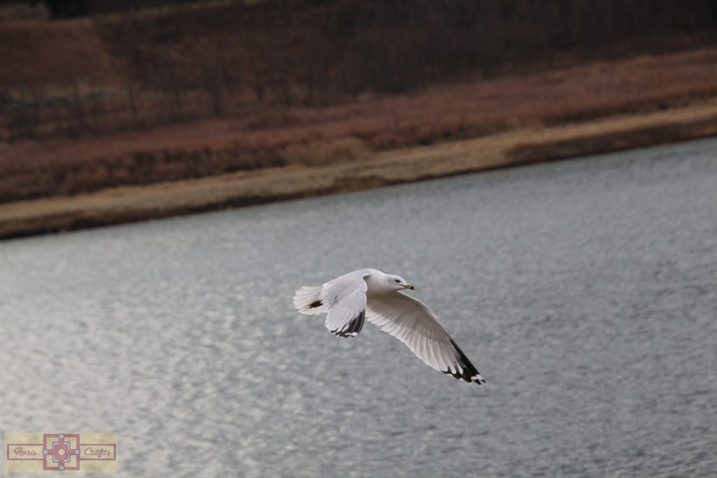 Rosie Crafts Ring Billed Gull Photography