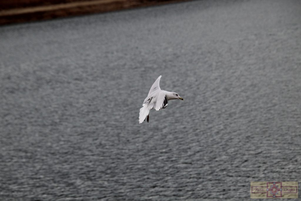 Rosie Crafts Ring Billed Gull Photography
