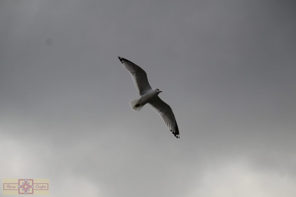 Rosie Crafts Ring Billed Gull Photography