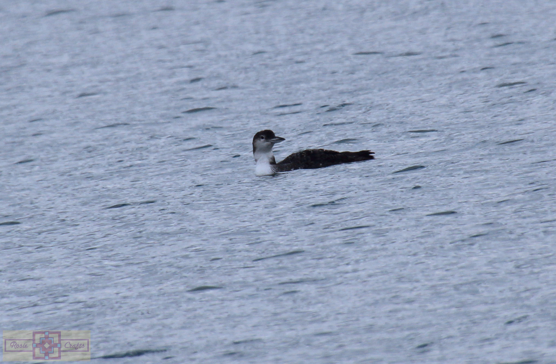 Rosie Crafts Common Loon Photography