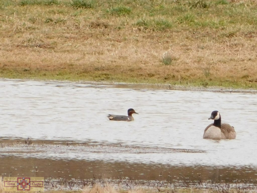 Rosie Crafts Green Winged Teal Duck Photography