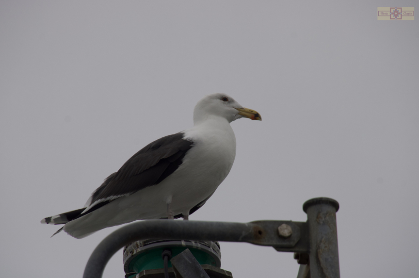 Rosie Crafts Greater Black Backed Gull Photography
