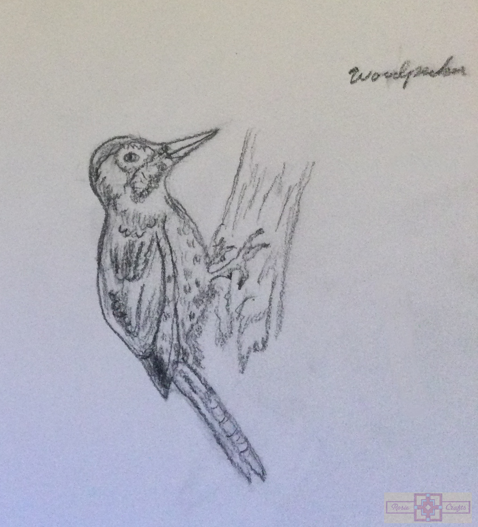 Rosie Crafts Acorn Woodpecker Drawing