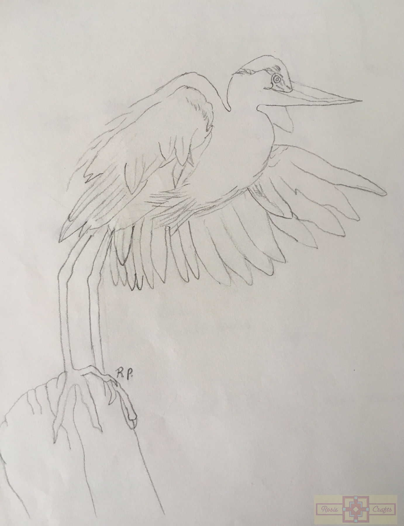 Rosie Crafts Great Blue Heron Bird Drawing