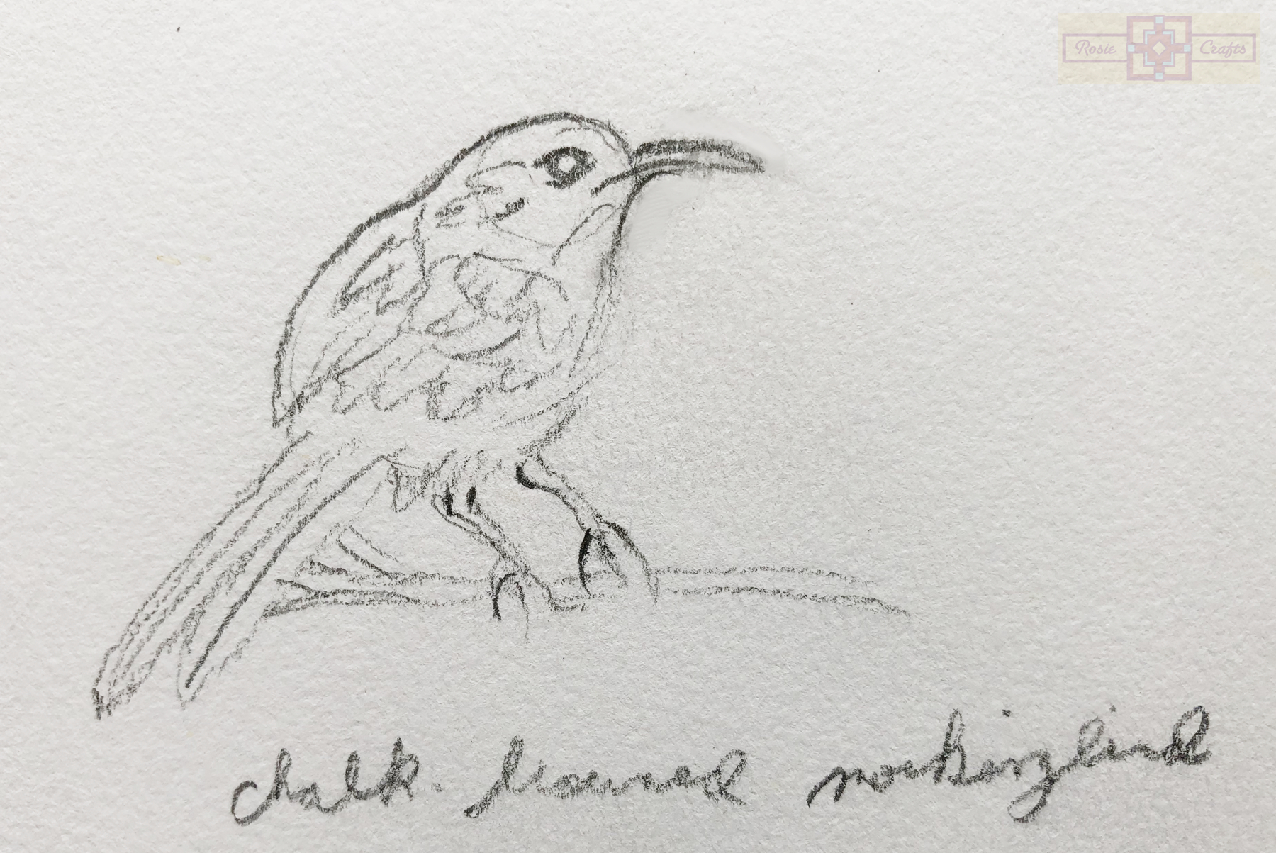 Rosie Crafts Chalk Browned Mockingbird Drawing
