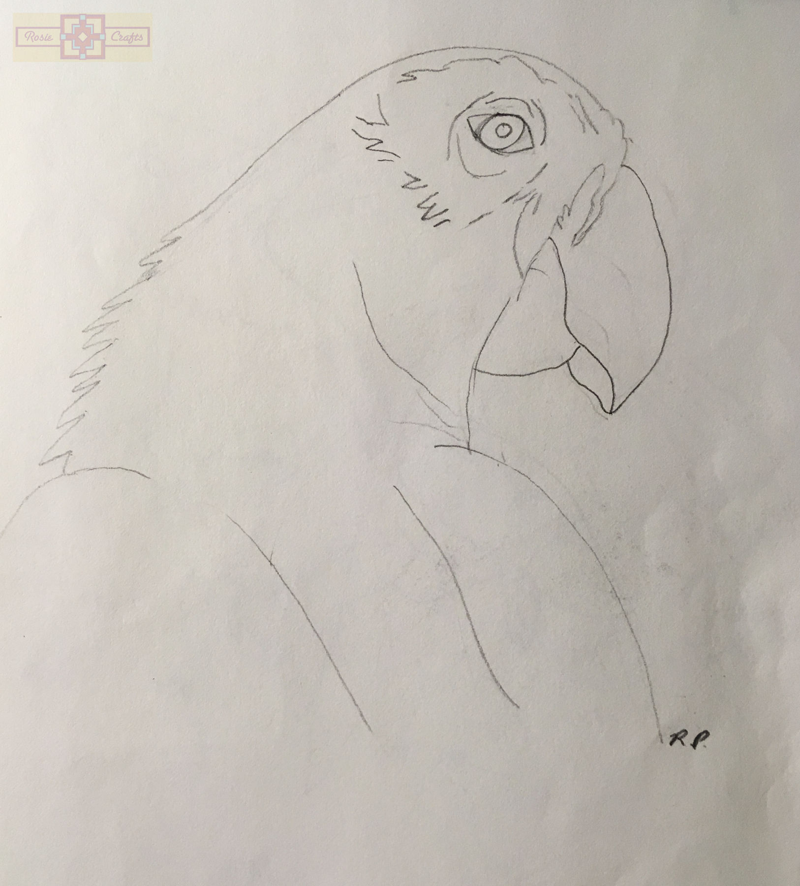 Rosie Crafts Parrot Bird Drawing
