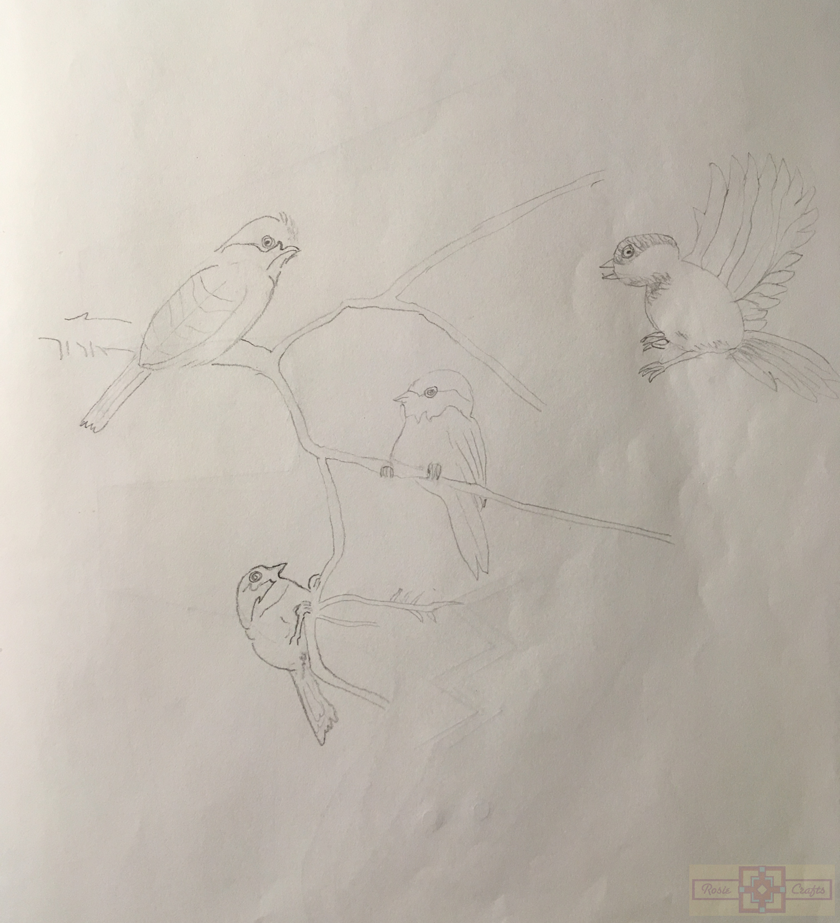 Rosie Crafts Chickadee Bird Drawing