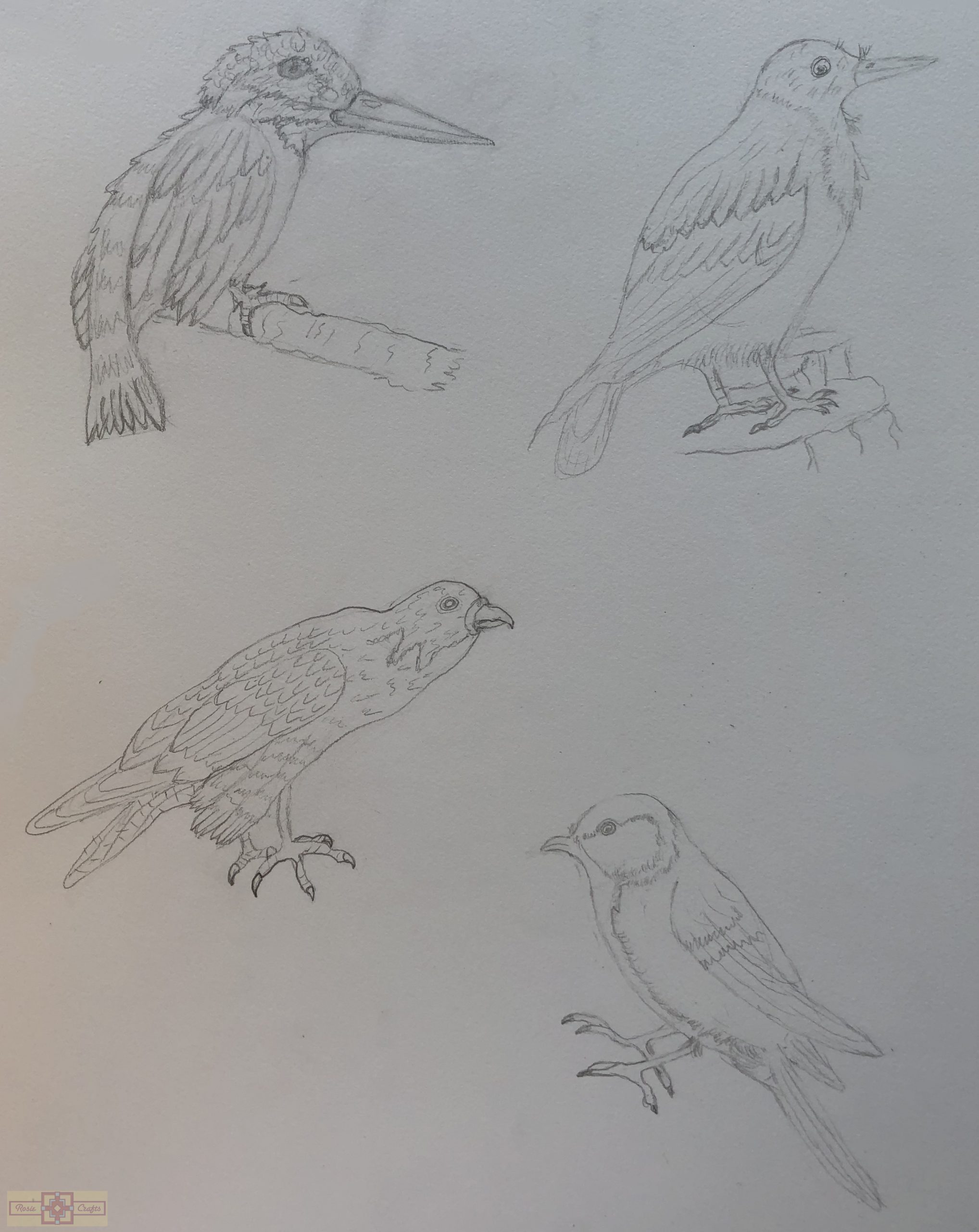Rosie Crafts Bird Drawings