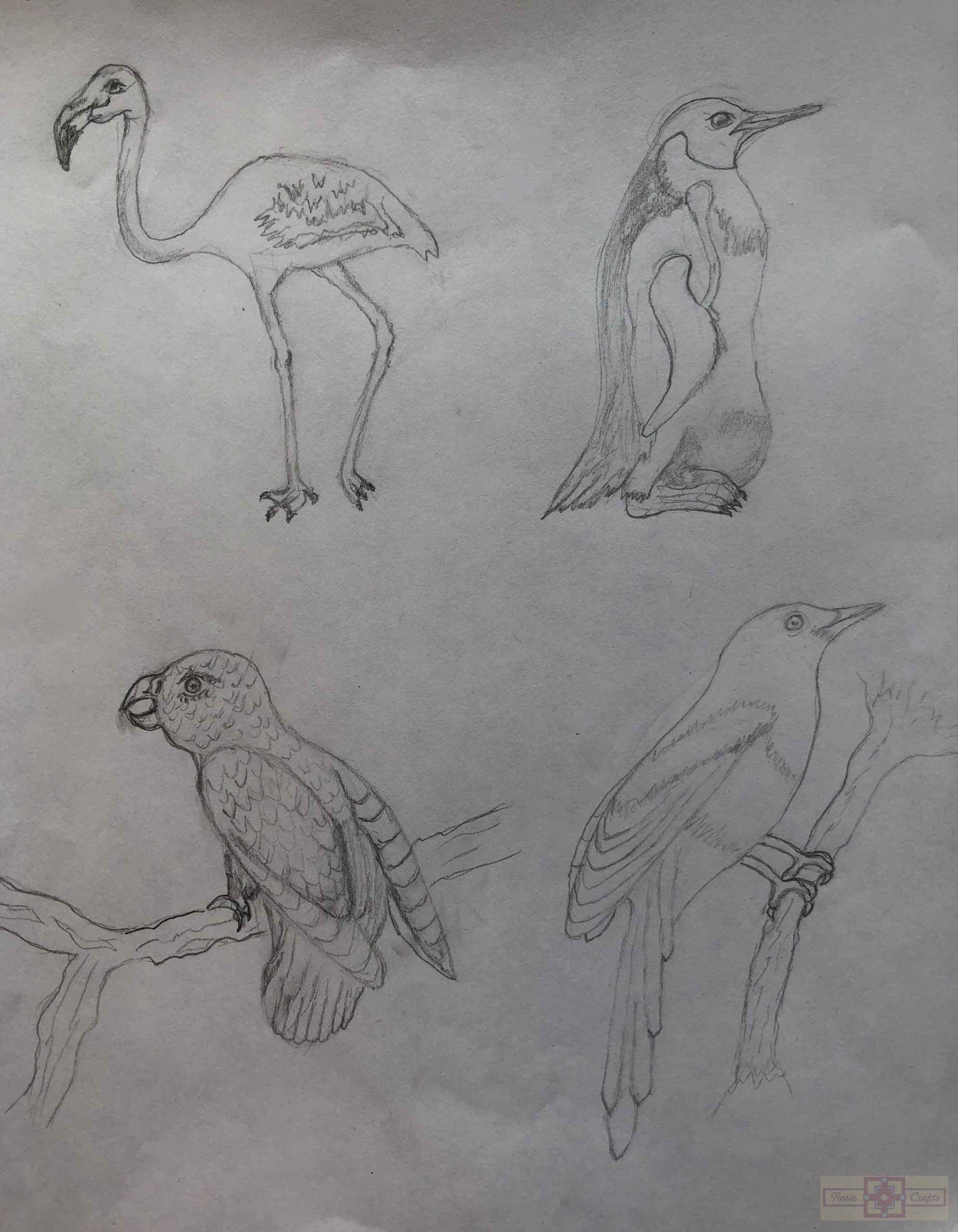 Rosie Crafts Bird Drawings