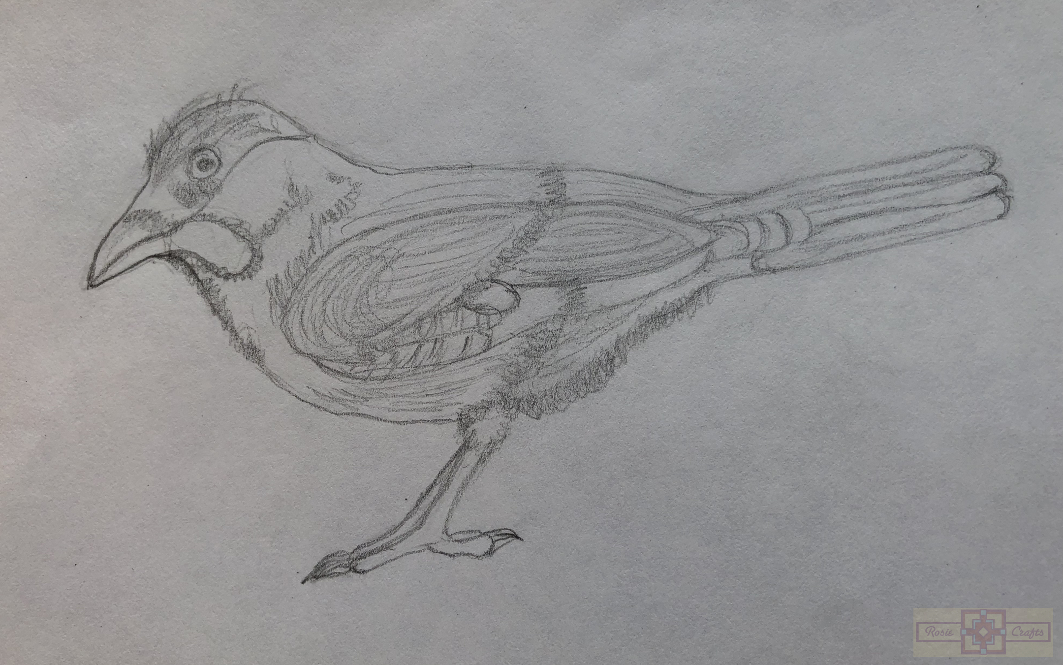 Rosie Crafts Bird Drawing
