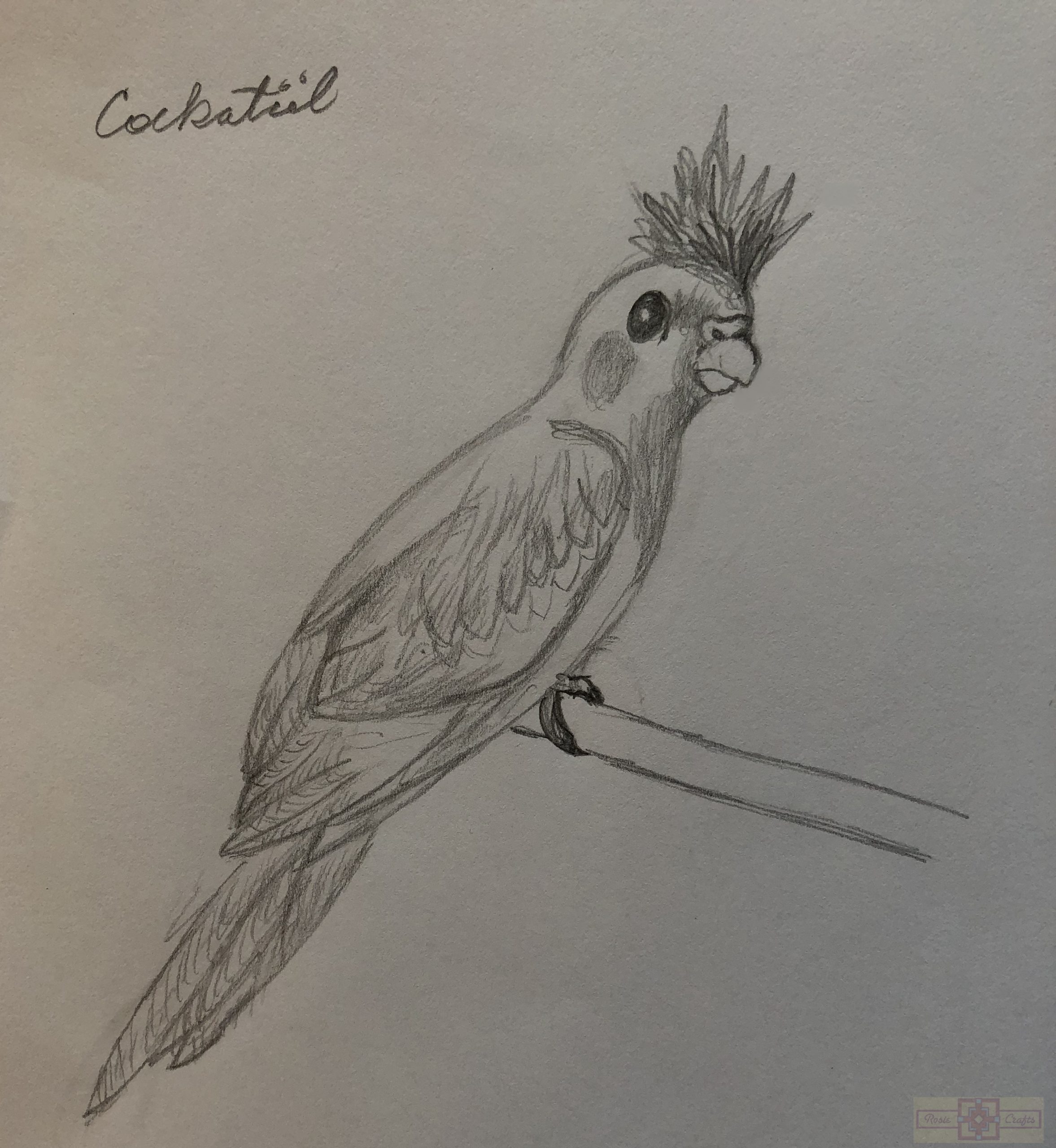 Rosie Crafts Cockatiel Bird Drawing