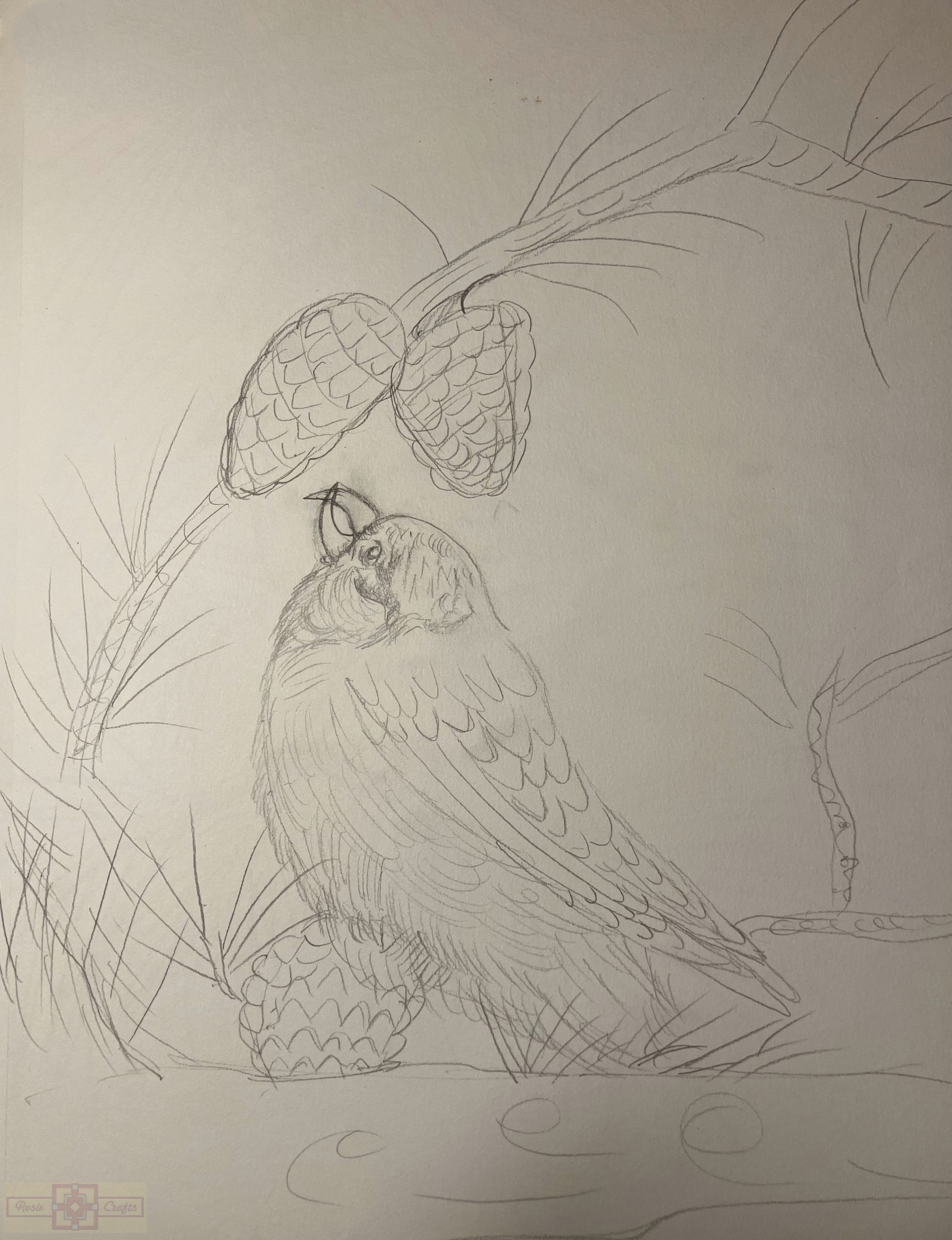 Rosie Crafts Red Crossbill Bird Drawing