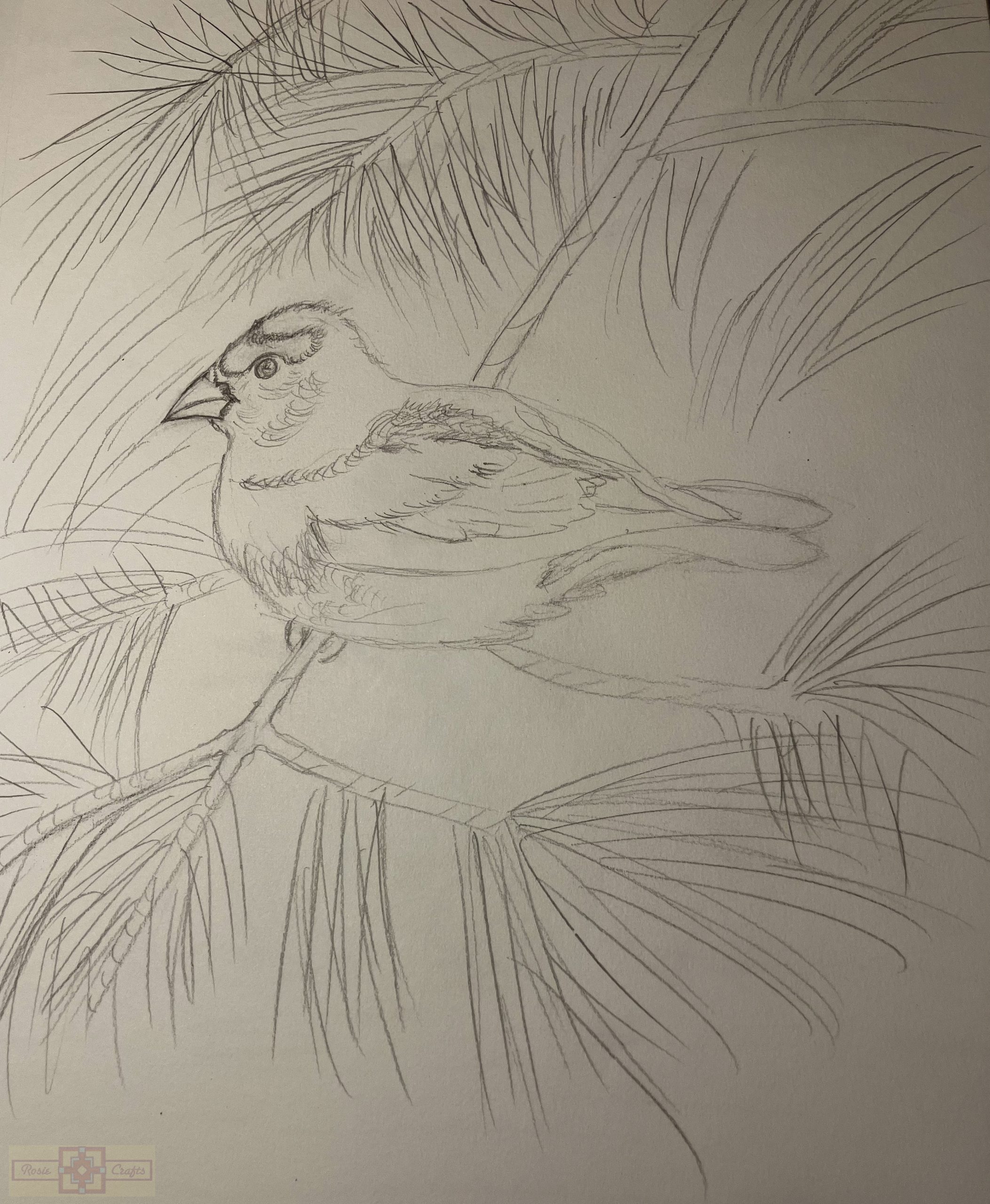 Rosie Crafts Evening Grosbeak Bird Drawing