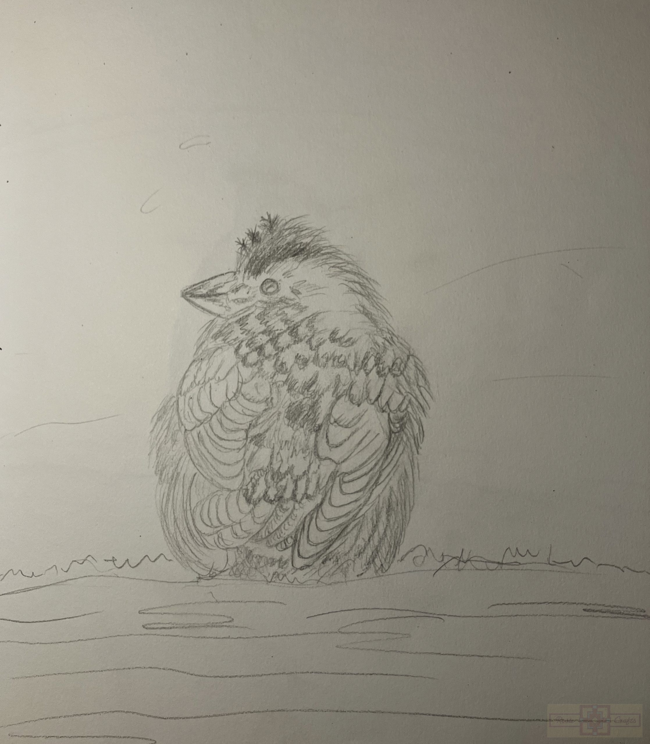 Rosie Crafts Purple Finch Bird Drawing