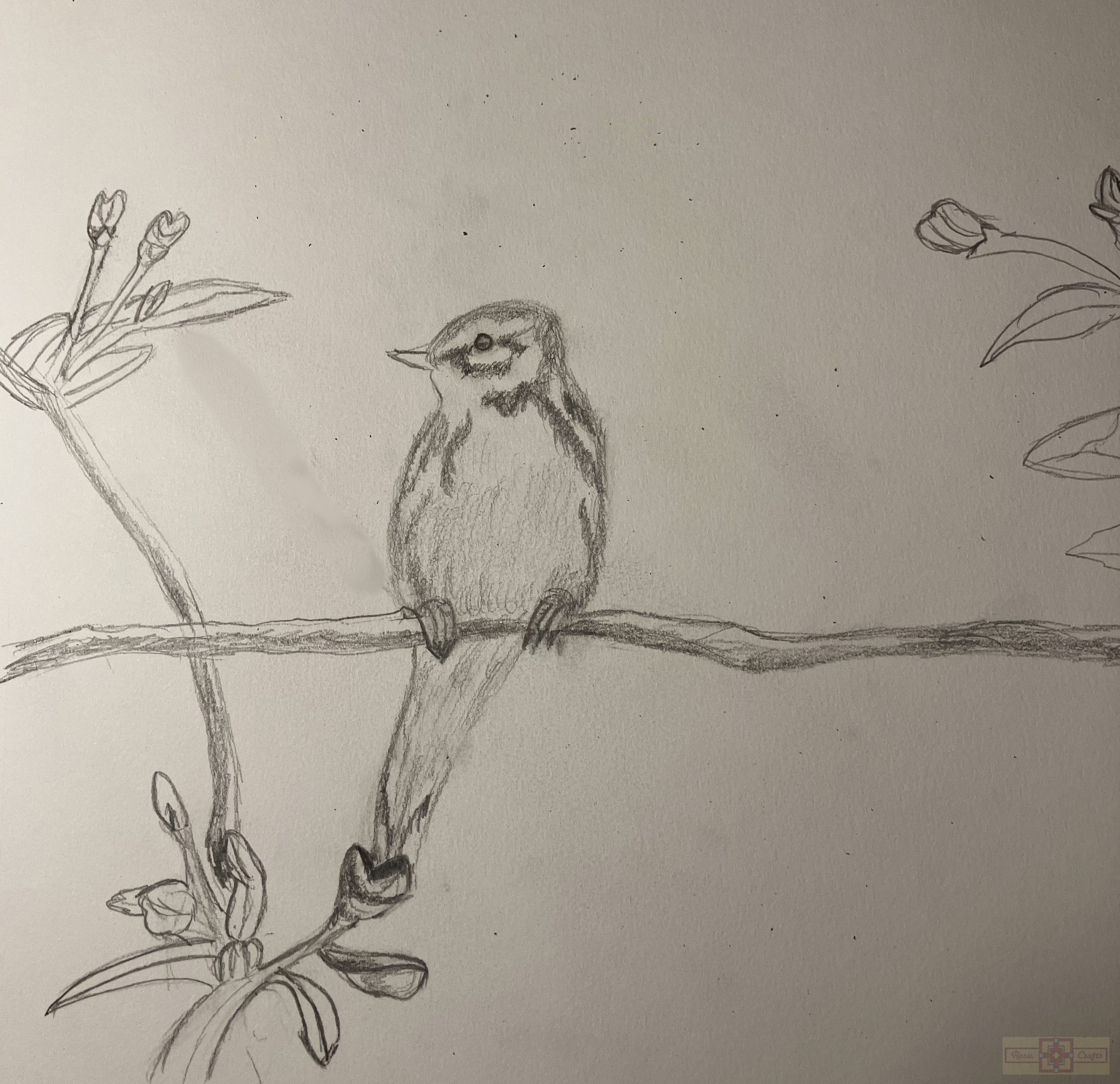 Rosie Crafts Prairie Warbler Bird Drawing