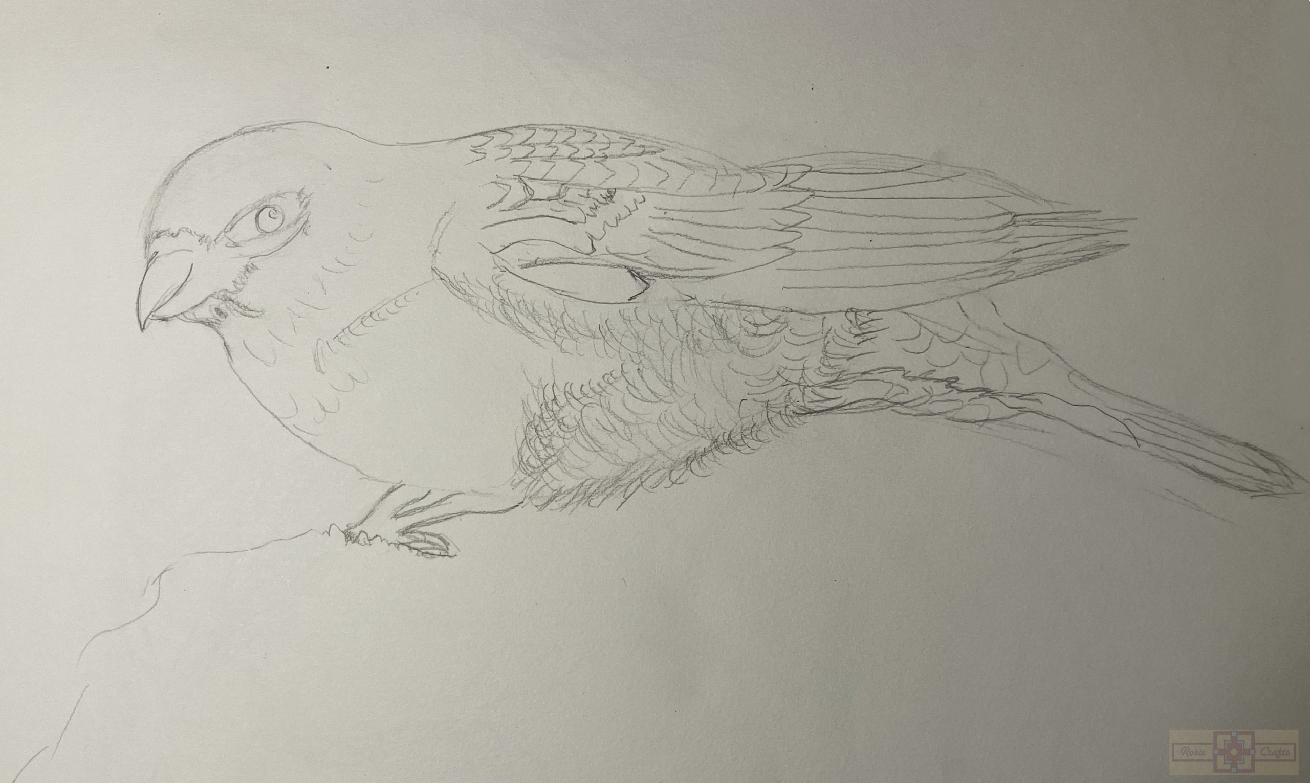 Rosie Crafts Pine Grosbeak Bird Drawing