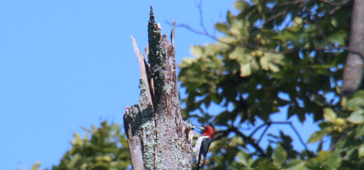 Rosie Crafts Red-Headed Woodpecker Photography