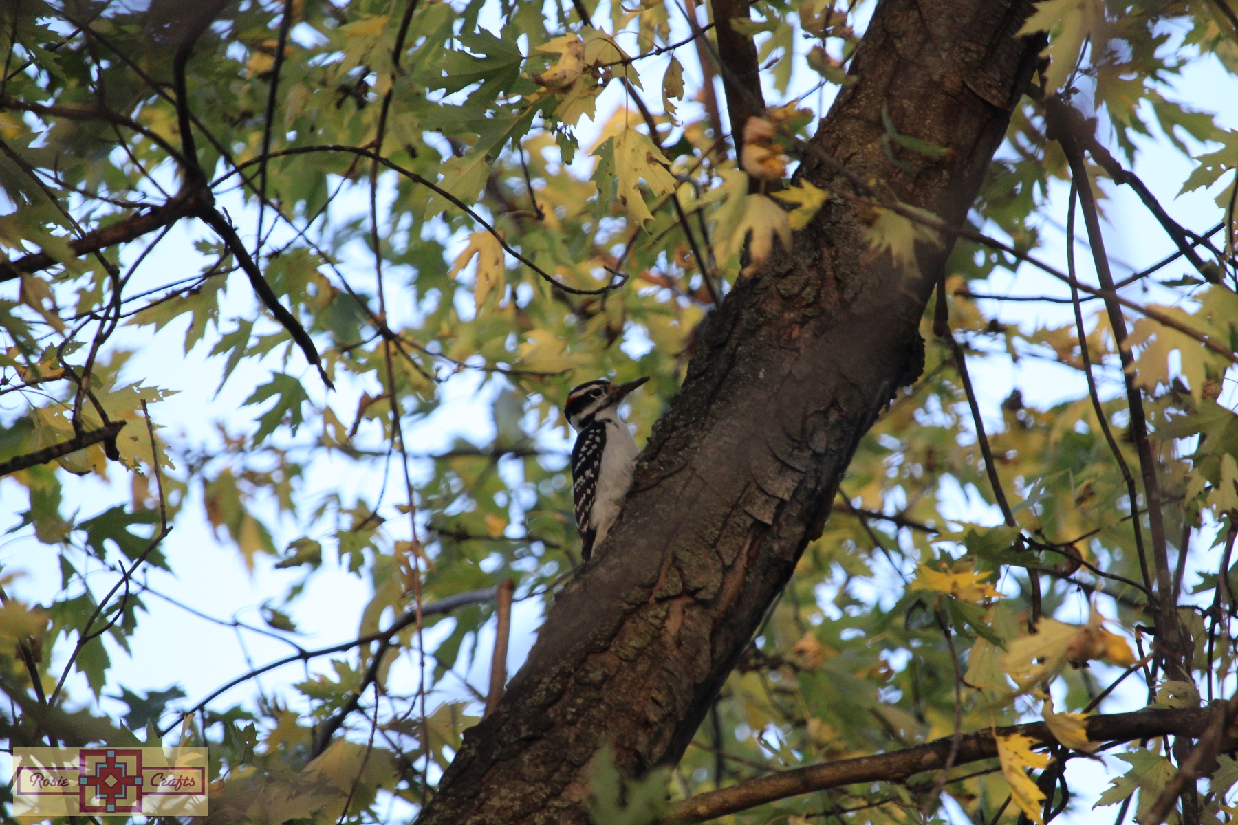 Rosie Crafts Male Hairy Woodpecker Photography