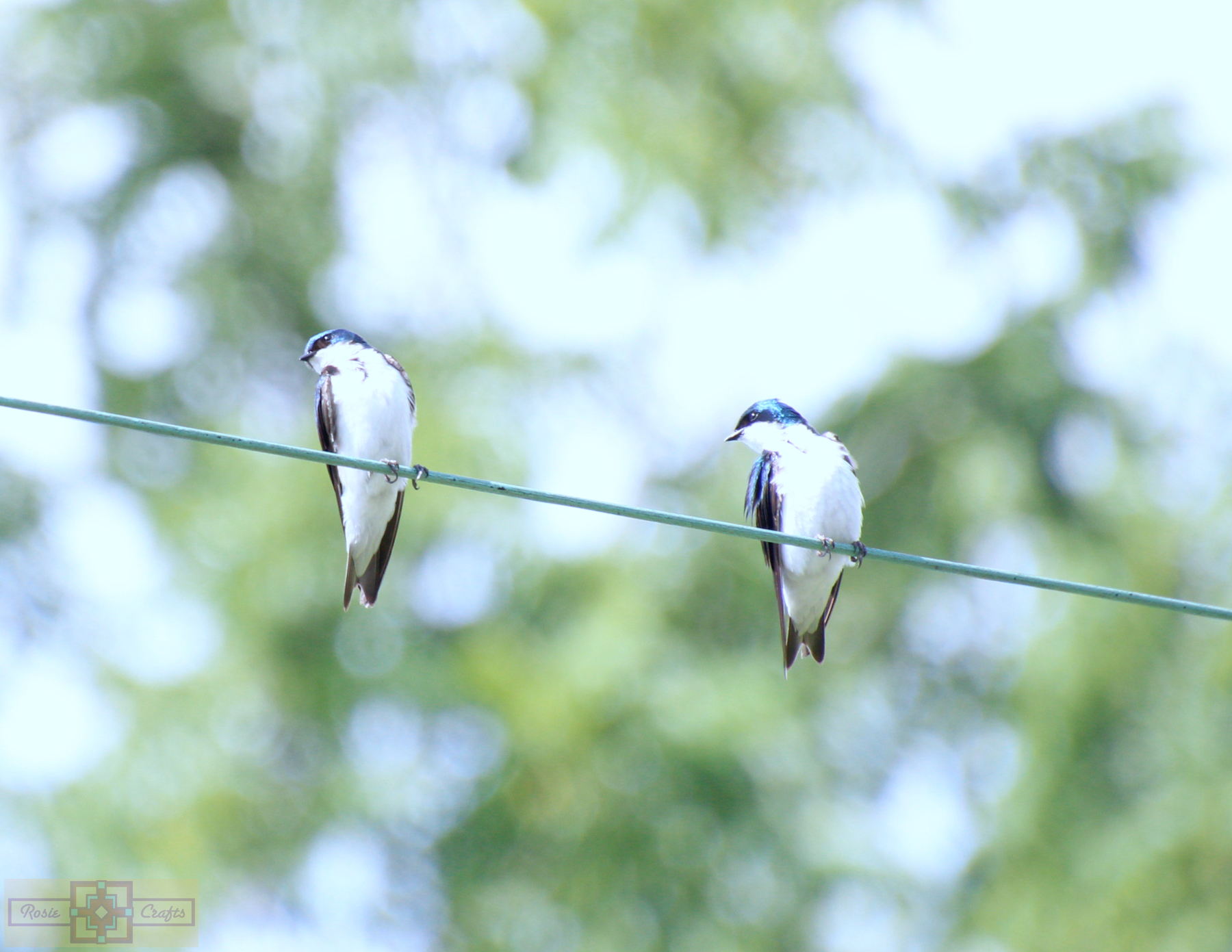 Rosie Crafts Northern Rough Winged Swallow Bird Photography