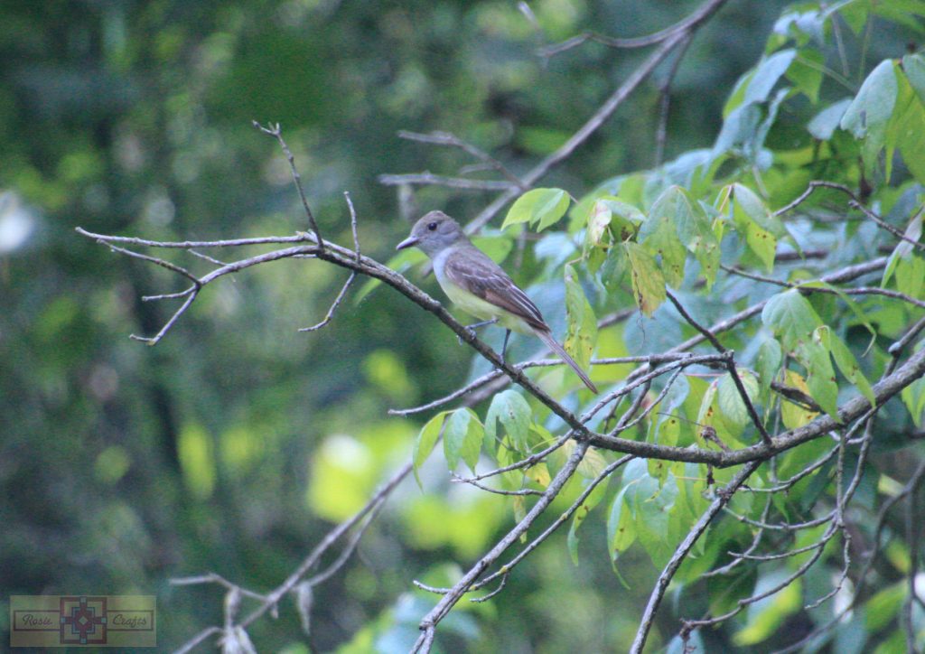 Rosie Crafts Great Crested Flycatcher Bird Photography