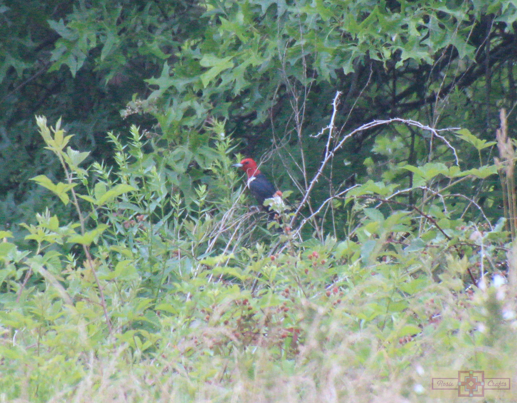 Rosie Crafts Red-Headed Woodpecker Photography