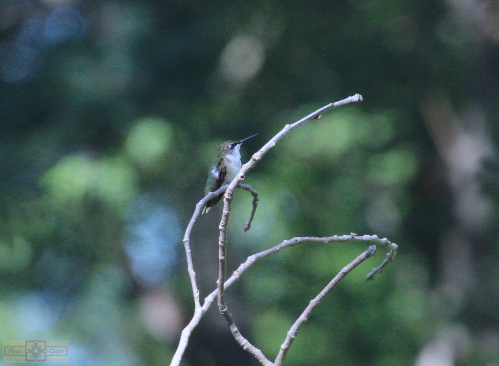 Rosie Crafts Ruby Throated Hummingbird Photography