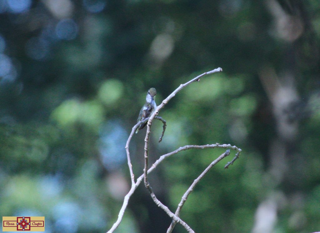 Rosie Crafts Ruby Throated Hummingbird Photography