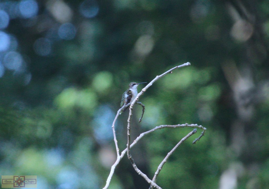 Rosie Crafts Ruby Throated Hummingbird Photography