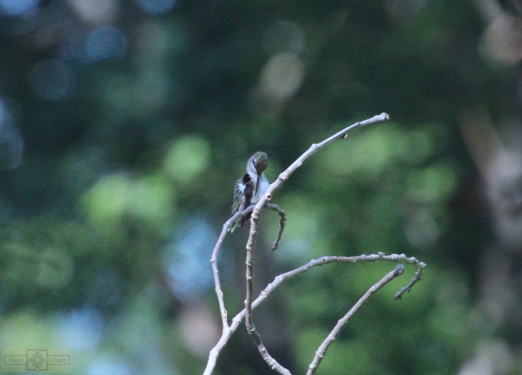 Rosie Crafts Ruby Throated Hummingbird Photography