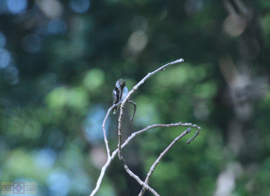 Rosie Crafts Ruby Throated Hummingbird Photography