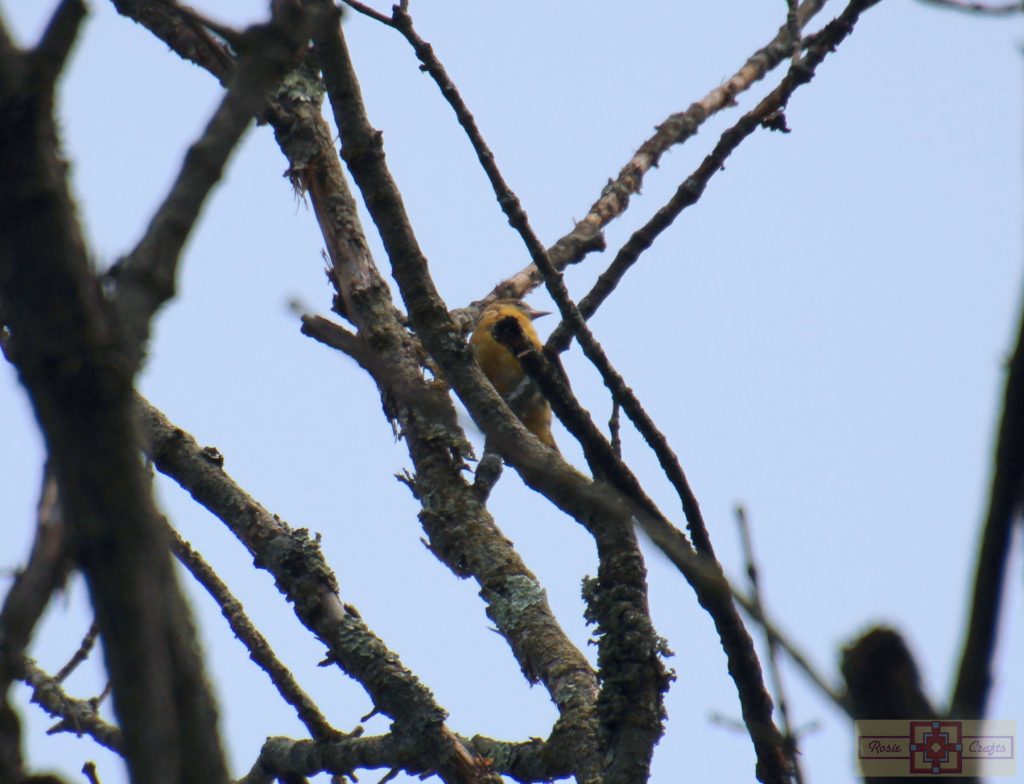 Rosie Crafts Female Baltimore Oriole Bird Photography