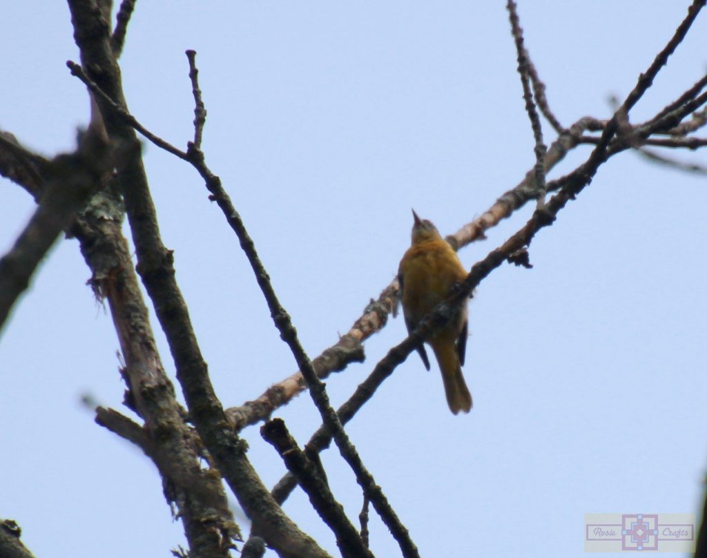 Rosie Crafts Female Baltimore Oriole Bird Photography
