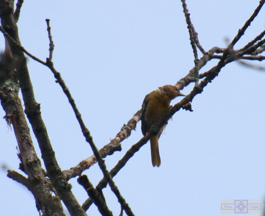Rosie Crafts Female Baltimore Oriole Bird Photography