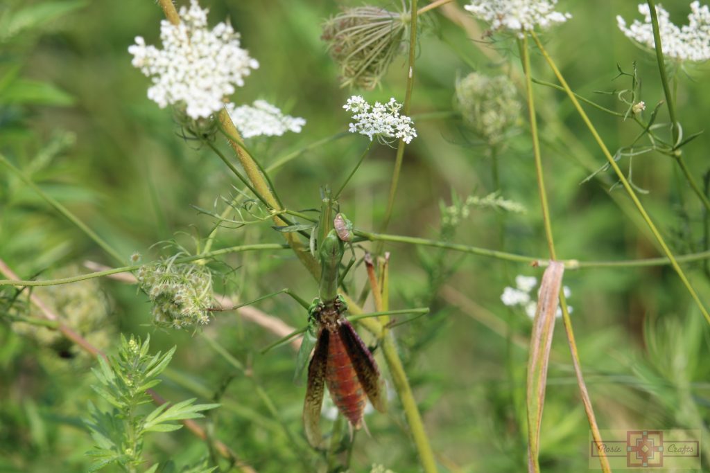 Rosie Crafts Praying Mantis Photography
