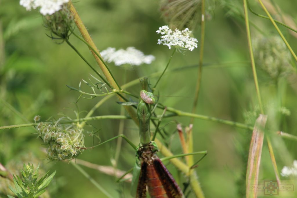Rosie Crafts Praying Mantis Photography