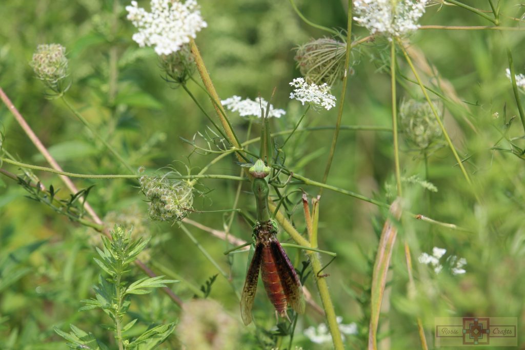 Rosie Crafts Praying Mantis Photography