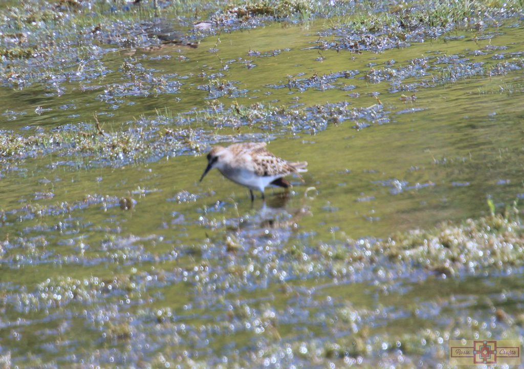 Rosie Crafts Western Sandpiper Bird Photography