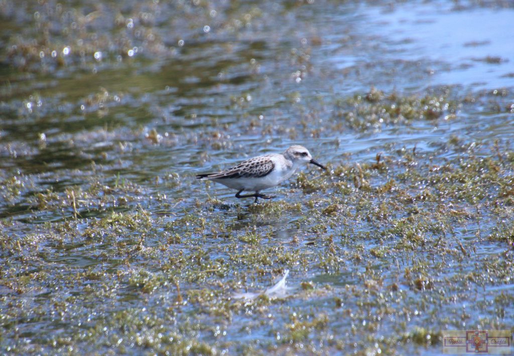 Rosie Crafts Semipalmated/Western Sandpiper Bird Photography