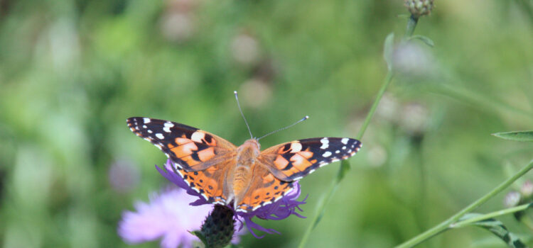 Rosie Crafts Painted Lady Butterfly Photography
