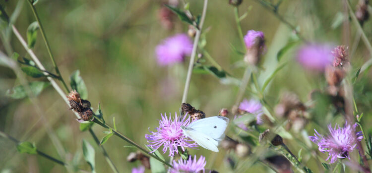Rosie Crafts Cabbage White Butterfly Photography