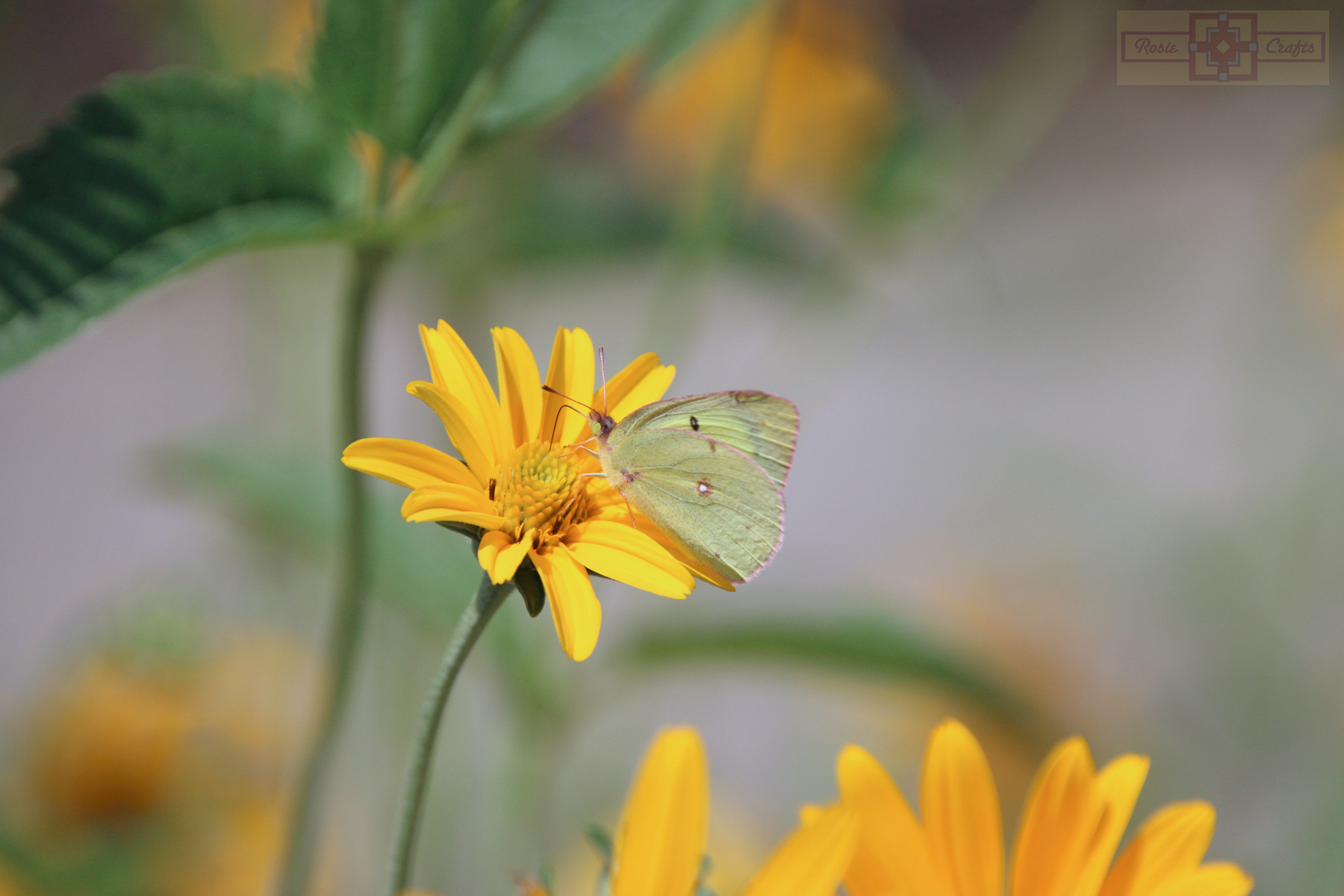Rosie Crafts Yellow Cabbage White Butterfly Photography