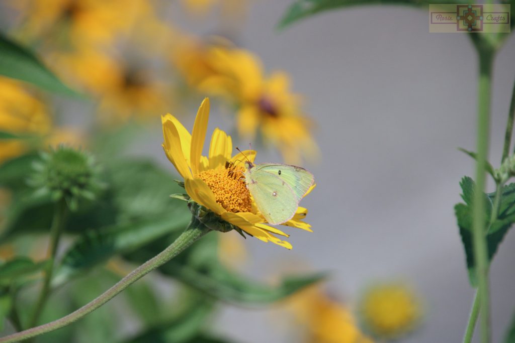 Rosie Crafts Yellow Cabbage White Butterfly Photography