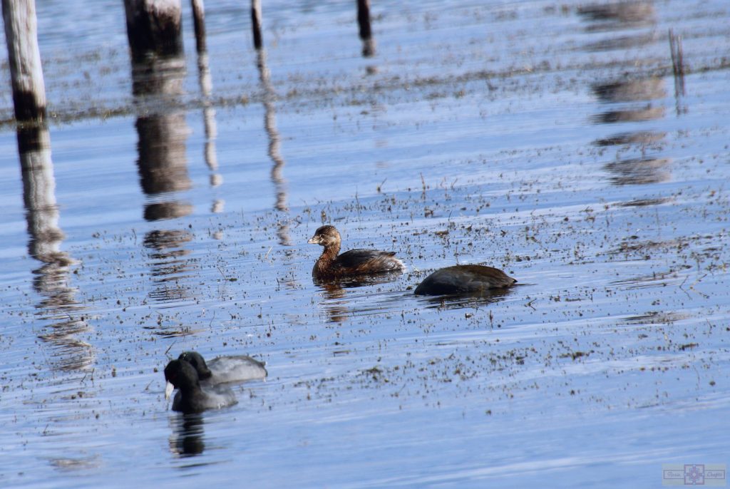 Rosie Crafts Pied Billed Grebe Bird Photography