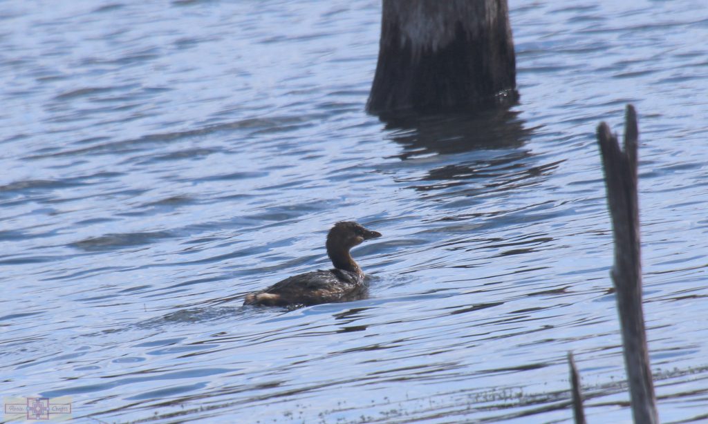 Rosie Crafts Pied Billed Grebe Bird Photography