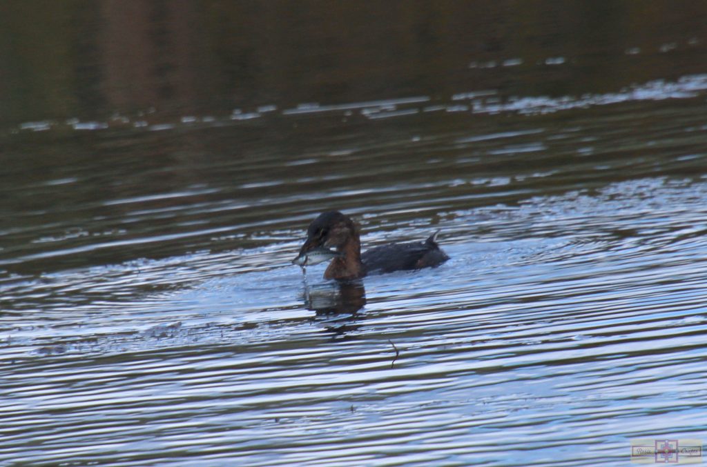 Rosie Crafts Pied Billed Grebe Bird Photography